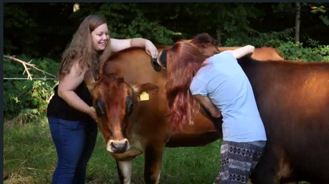 Kuhkuscheln hat einen beruhigenden Effekt, sollte aber nur bei dafür ausgebildeten Kühen ausgeübt werden. (Bild Screenshot buuretv.ch)