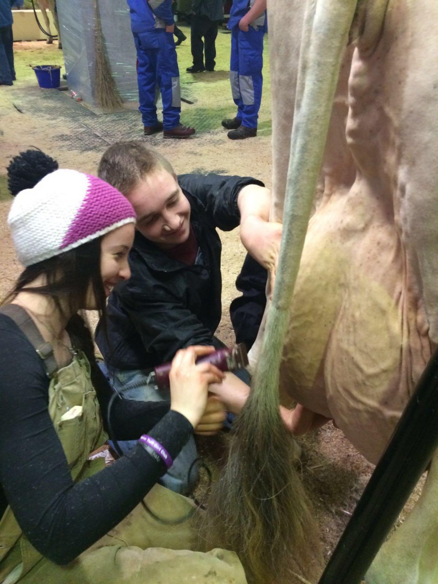 Cowstylerin an der Arbeit in der Viehausstellung. (Bilder Adrian Krebs)