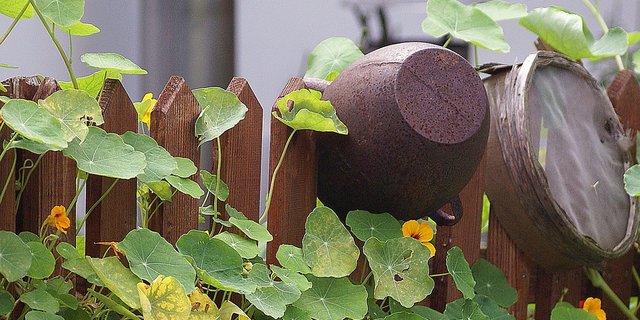 Dass die Pestizidverbots-Initiatve unter anderem auch Hobbygärtner in die Pflicht nimmt, ist für die VKMB entscheidend. Private Gärten sollten nämlich auch vielfältiger bewirtschaftet werden. (Symbolbild Pixabay) 