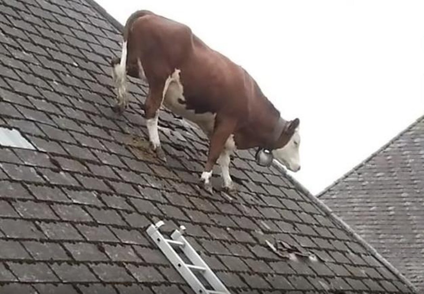 Wer hätte gedacht, Kühe je auf Dächern vorzufinden? (Bild Screenshot Youtube)