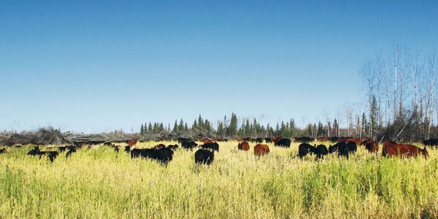 Die Kühe grasen auf der Einsaat. Markus hatte im Frühling auf dem frisch gemulchten Land eine Mischung mit Japanischer Hirse, verschiedenen Kleesorten, Sonnenblumen, Wicke, Triticale, Erbsen, Gerste und weiteren Futterpflanzen eingesät.