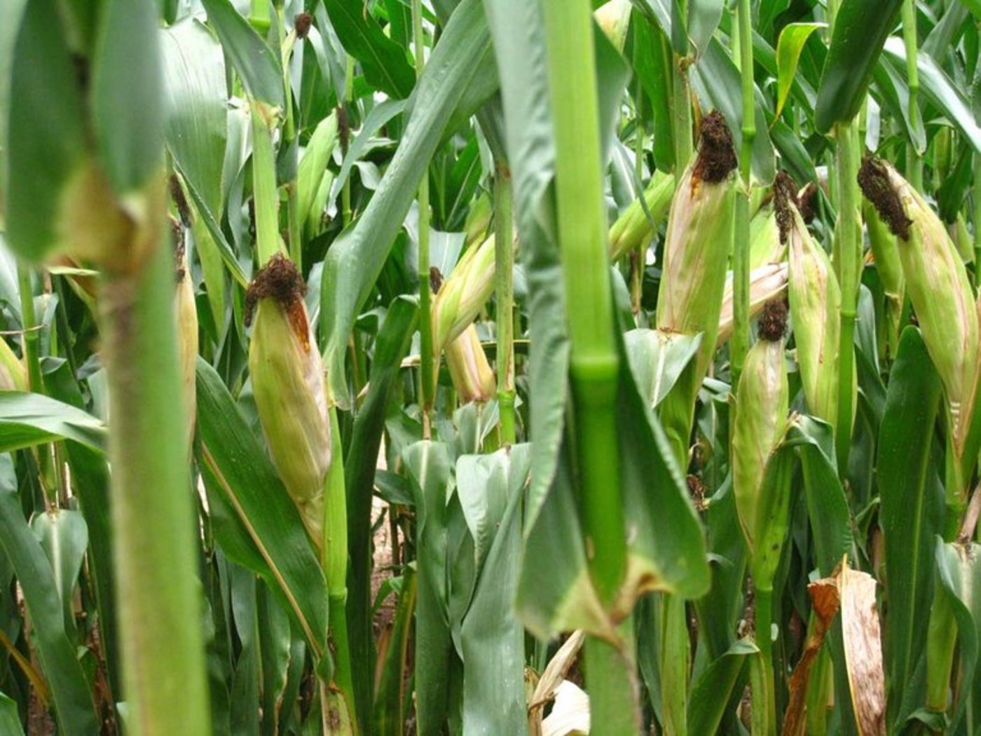 Bioethanol wird aus Industrierüben, Futtergetreide sowie Reststoffen und Abfällen hergestellt. (Bild Julien Rondez/landwirtschaft.ch)