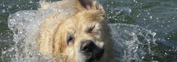 Swimming_dog_nevit-dilmen-cc-by-sa.jpg