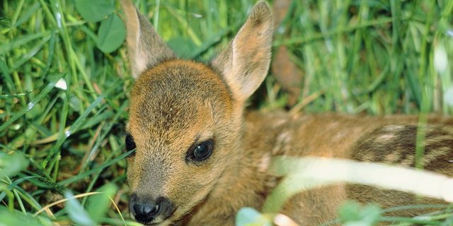 Der 35-jährige Landwirt trug die toten Tiere zum Wald. (Symbolbild Fotolia)