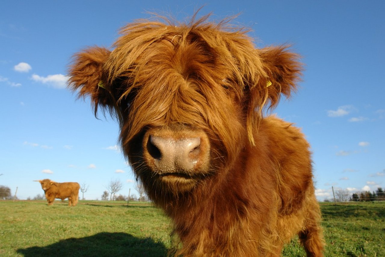 Jede Menge schöne schottische Hochlandrinder gibt es am kommenden Wochenende an der 18. Highland Cattle Show zu sehen. (Bild Pixabay)