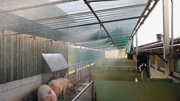 Schatten und die Abk Schatten und die Abkühlung durch Wasser verschaffen diesen Schweinen bei Hitze Erleichterung. Mangels Schweissdrüsen können sie nicht schwitzen.