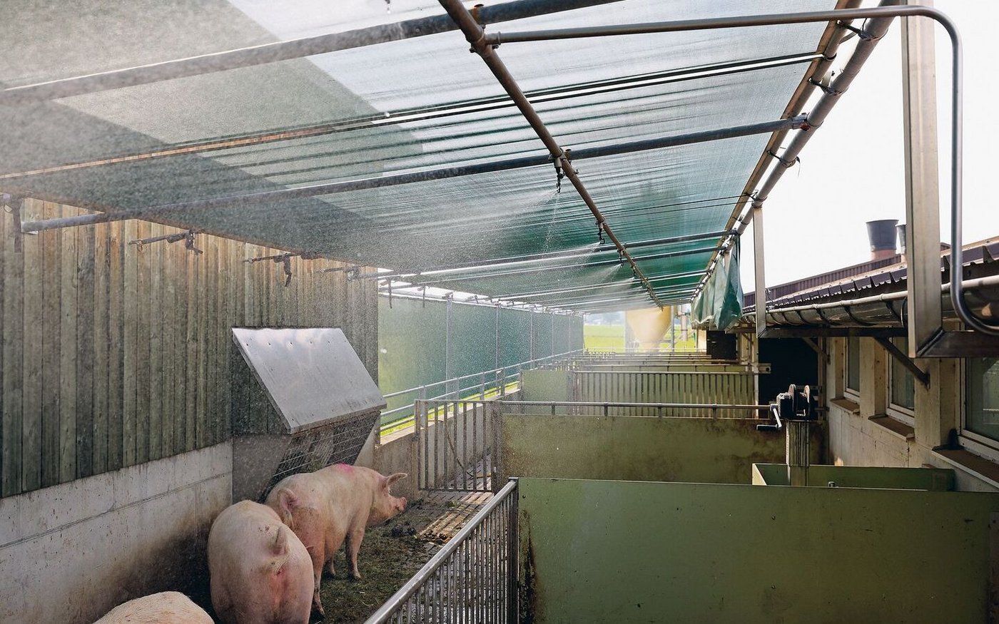 Schatten und die Abkühlung durch Wasser verschaffen diesen Schweinen bei Hitze Erleichterung. Mangels Schweissdrüsen können sie nicht schwitzen. 