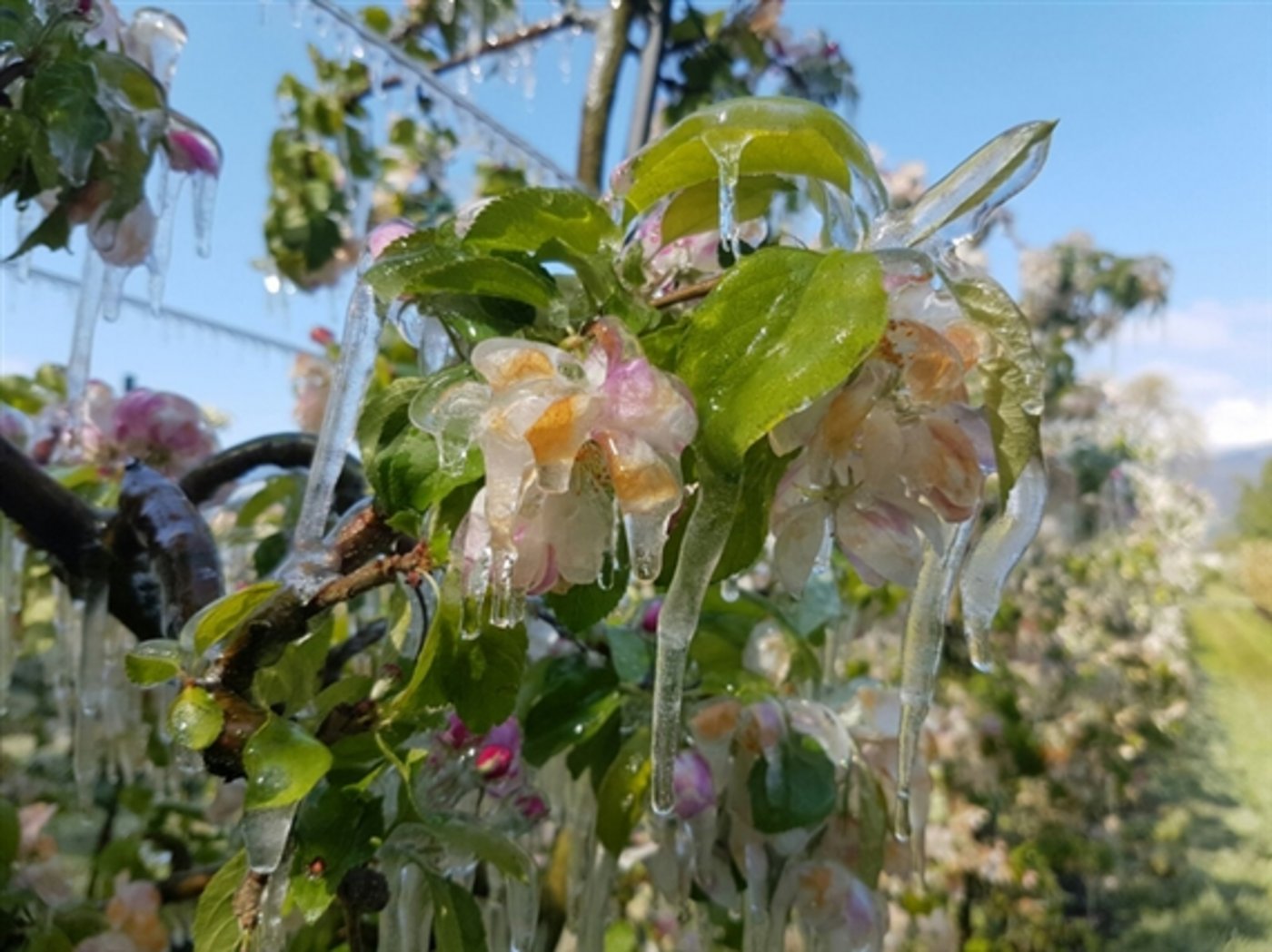 Die späten Fröste im April 2017 hinterliessen riesige Schäden. (Bild lid)