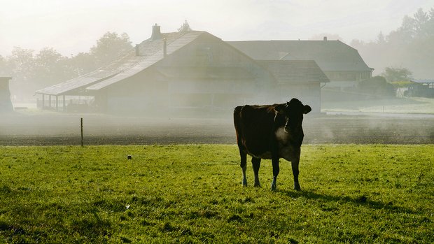 Die Herbstweide ist vorbei, doch in drei Monaten sind die Kühe schon wieder auf der Frühlingsweide.(Bild zVg)