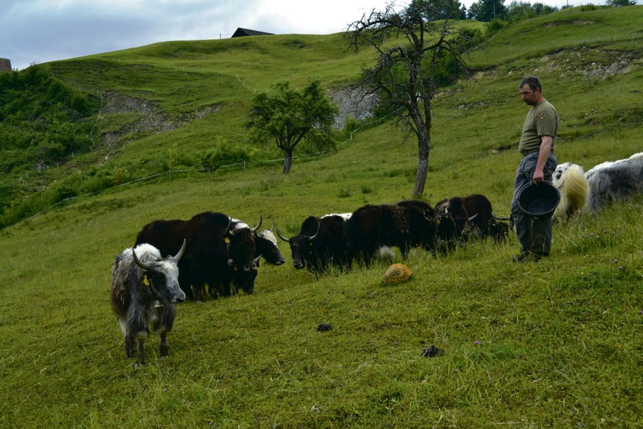 Paul Britschgi im Rutschgebiet Hintergraben, wo jetzt Yak-Kühe mit ihren Kälbern weiden, statt wie früher Braunvieh. Im Hintergrund sind die Stellen von Rutschungen noch immer gut zu erkennen. (Bild Paul Küchler)
