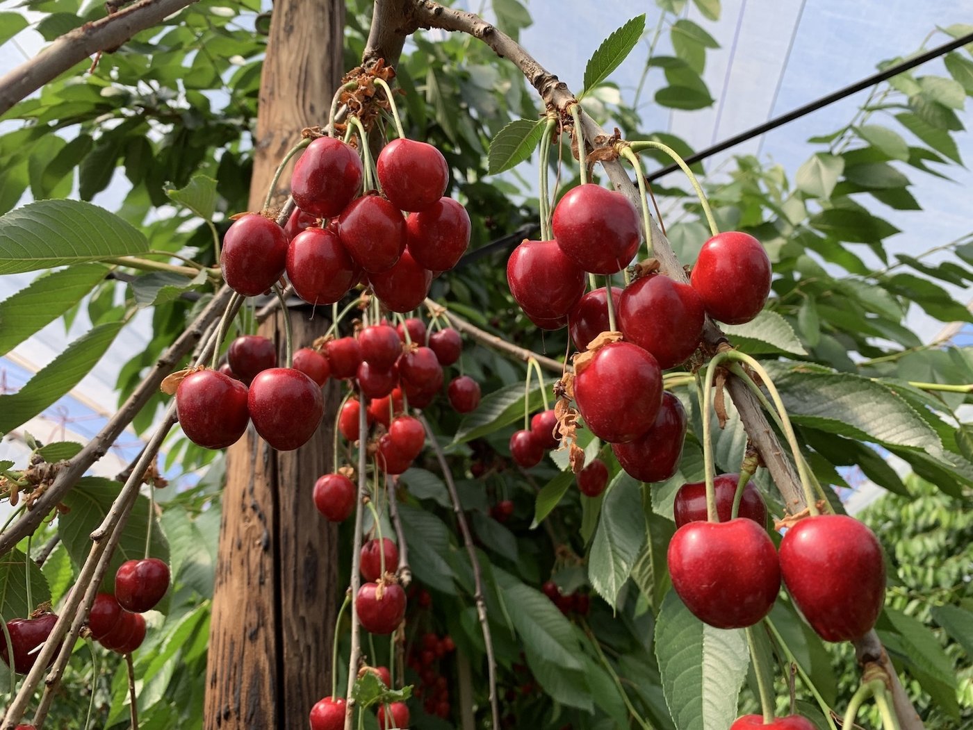 Schöner Behang mit Kordia auf dem Betrieb von Jacky Wildisen, die waren allerdings am Chriesifäscht noch nicht reif.