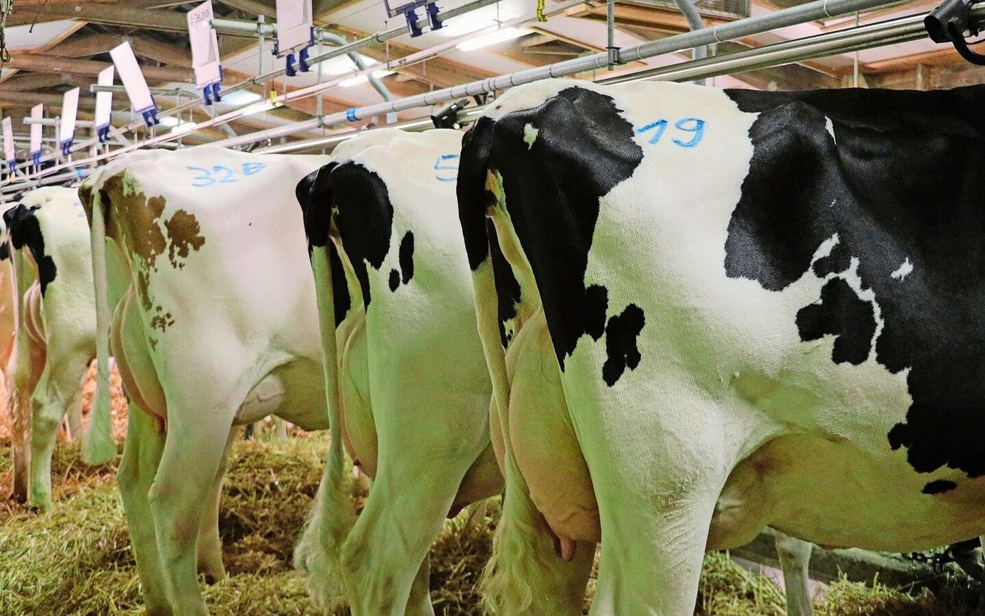 Hochleistungskühe sind von einer eingeschränkten Fruchtbarkeit besonders betroffen, weil sie oftmals eine ausgeprägte negative Ernährungsbilanz aufweisen.