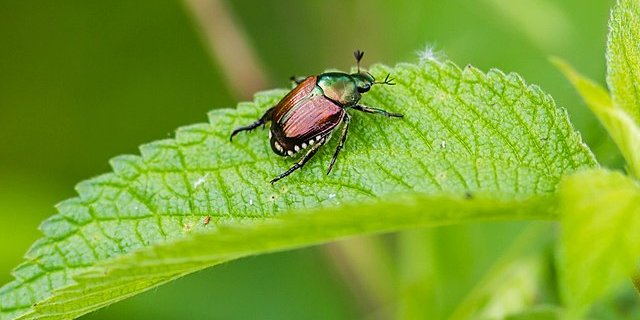 Erkennbar ist der Japankäfer an den fünf seitlichen und zwei hinteren weissen Büscheln. (Bild Agroscope)(Bild Wikipedia/ Melissa McMasters)