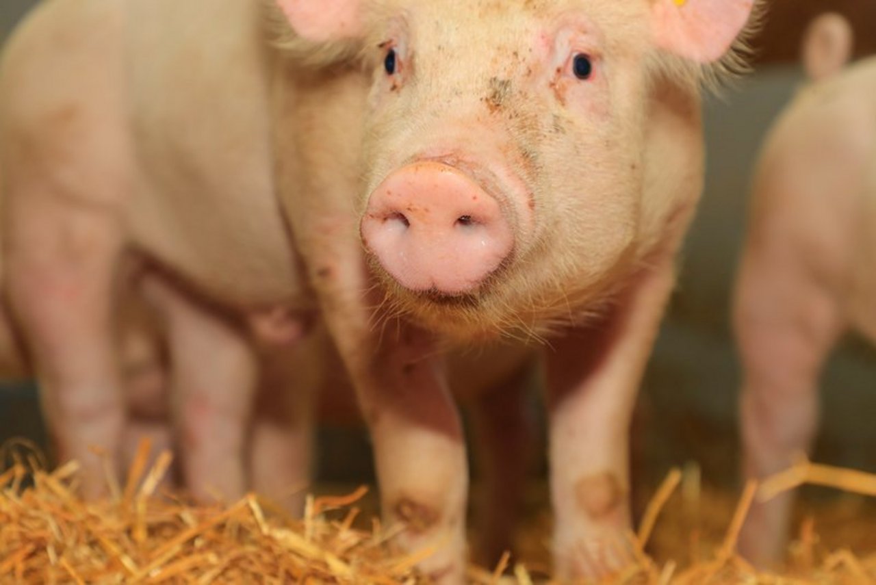 Durchschnittlich betrug der Preis für Bio-Schlachtschweine franko Schlachthof rund 6.28 Franken Schlachtgewicht, wie die aktuellen Marktzahlen des BLW-Fachbereichs Marktanalyse zeigen. Gleichzeitig sank der Unterschied zu QM-Schweinen (konventionell) von 44 Prozent im Jahr 2018 auf 27 Prozent 2019. (Bild BauZ)