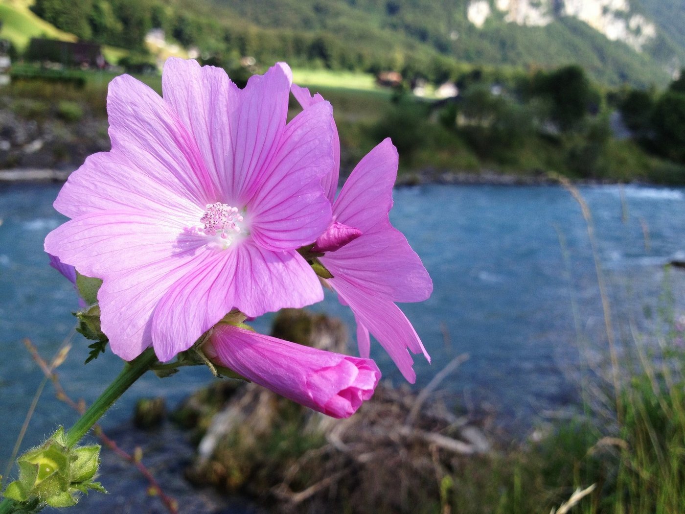 Die wilde Malve ist die beste "Medizin" gegen Reizhusten. (Bild er)