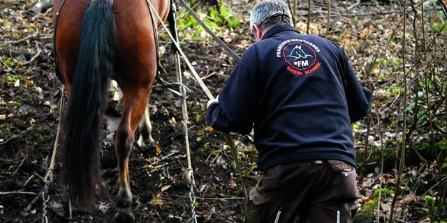 Ernst Rytz und Nirwana sind ein eingespieltes Team. Die Stute geht willig den Hang hoch. 