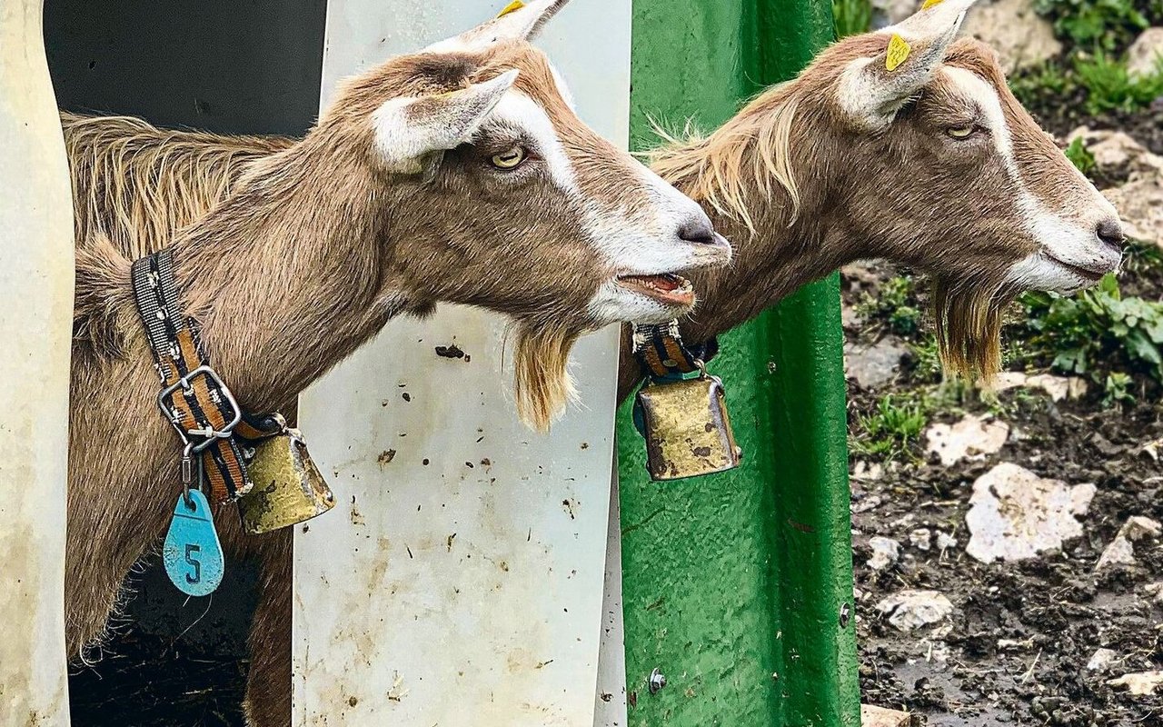 Die Toggenburger Ziegen werden auf der Alp zur Landschaftspflege eingesetzt.