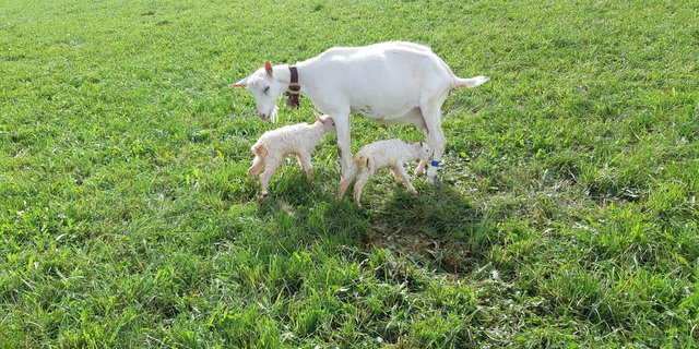 Der Experte erklärt worauf es bei der Kleinvieh-Fütterung ankommt. (Bild Urs Hofstetter)