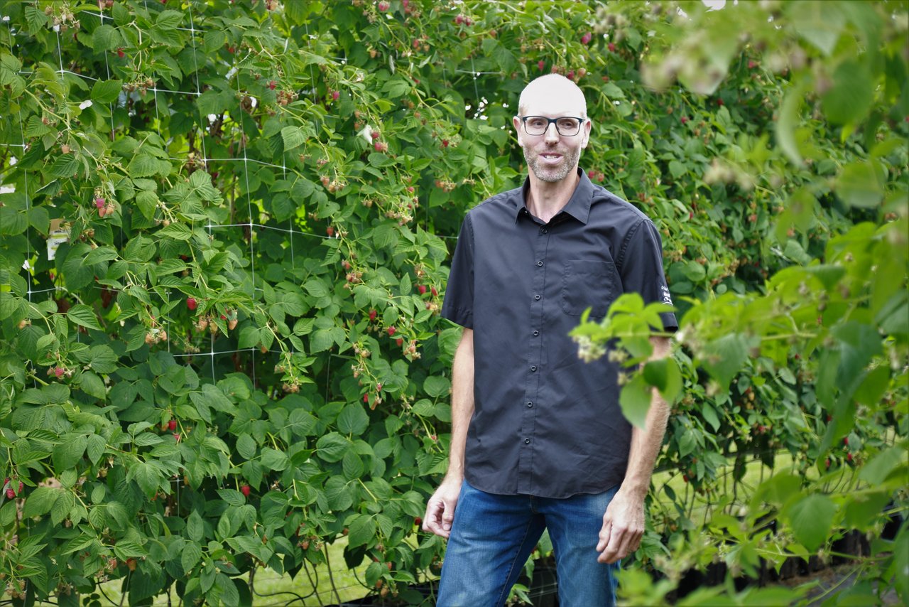 Die Himbeeren reifen gestaffelt. So kann die ganze Saison durch gepflückt werden. Im Bild: Roland Grütter. (Bild lid/Jeanine Ly)