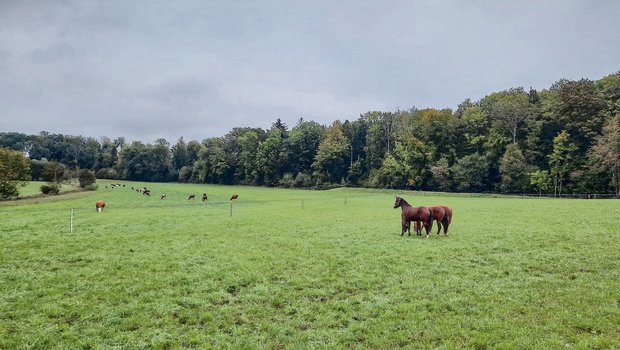 Pferdehaltung ist Teil der Landwirtschaft. Pferde sind aber gerade hier auch immer wieder Auslöser für Konflikte. Schuld daran sind aber eher deren Besitzer.(Bild Mathilde Poupon)
