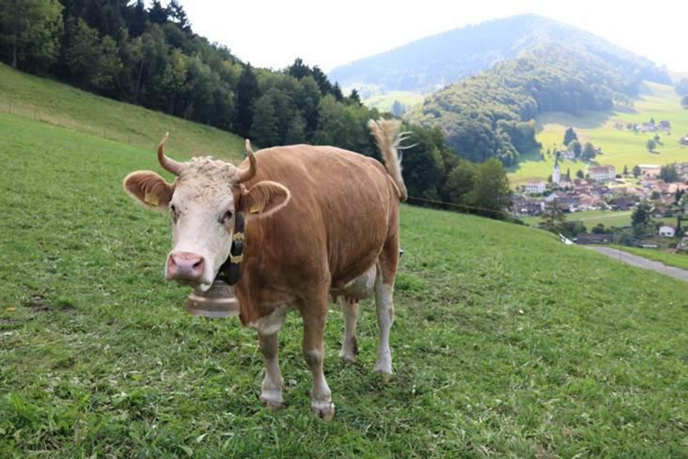 Die Hörner sind wirksame Waffen gegen Feinde und Artgenossen. Sie seien diese das wichtigste Kommunikationsmittel innerhalb der Herde. (Bild Benildis Bentolila)