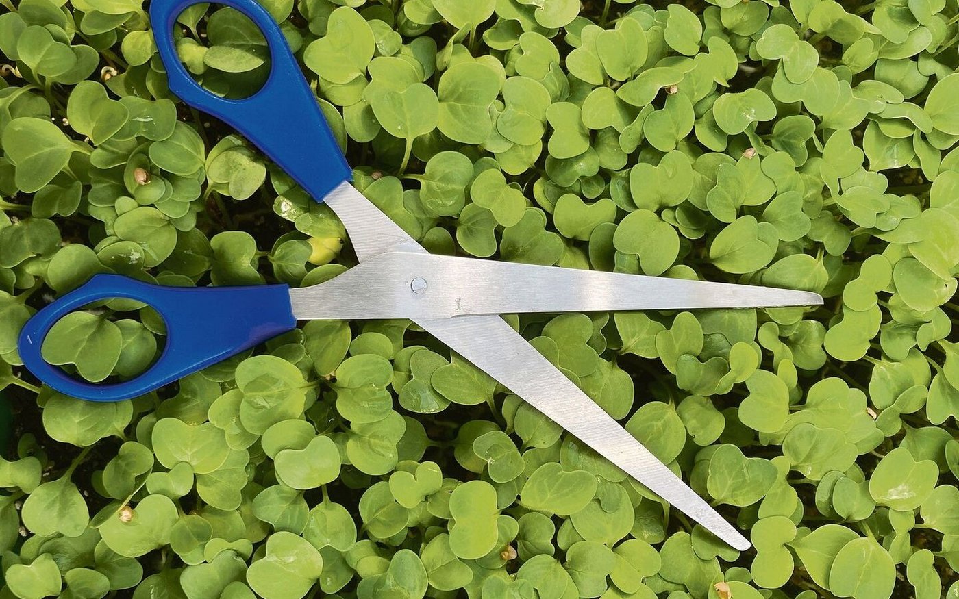 Bei der Saat die Samen nur ein bis zwei Millimeter mit Erde bedecken. Geerntet werden die Microgreens am besten im Zwei- bis Vierblattstadium mit einer Schere. Zum sauberen Abschneiden sollten die Stiele eine gewisse Länge haben. 