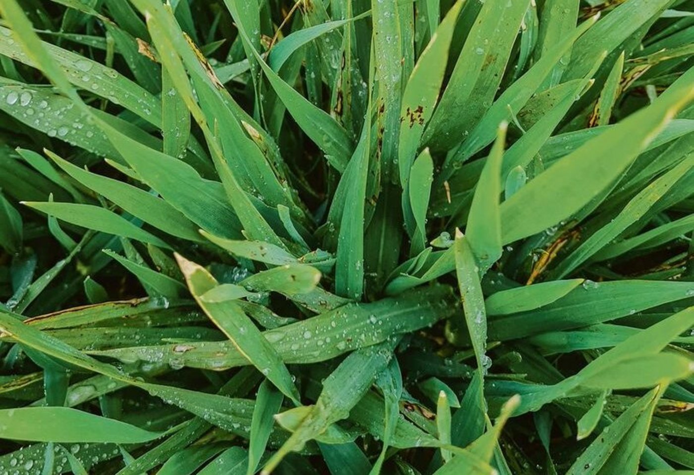 Gerste mit Netz- und Spitzflecken auf jüngeren Blättern. Regen und längere Blattnässe förderten die Infektion.
