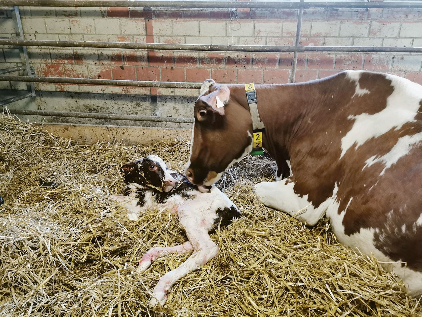 Bund setzt bei den Beiträgen auf die Anzahl Abkalbungen. (Bild sb)