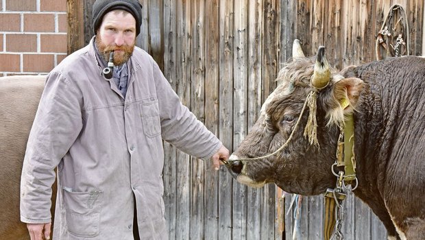 Josef Mösler mit sei Josef Mösler mit seiner Pfeife hält den 900 kg schweren Blüem-Stier Komet am Halfter. Der weitherum beliebte Zuchtstier habe mittlerweile schon 81 Nachkommen gezeugt, sagt Mösler.