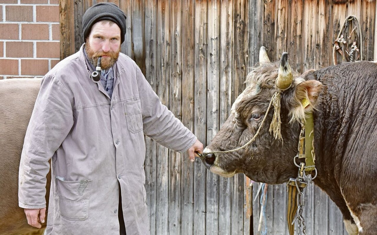 Josef Mösler mit seiner Pfeife hält den 900 kg schweren Blüem-Stier Komet am Halfter. Der weitherum beliebte Zuchtstier habe mittlerweile schon 81 Nachkommen gezeugt, sagt Mösler.