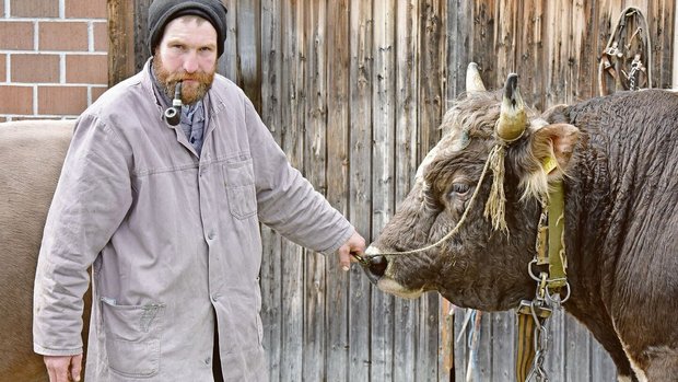 Josef Mösler mit sei Josef Mösler mit seiner Pfeife hält den 900 kg schweren Blüem-Stier Komet am Halfter. Der weitherum beliebte Zuchtstier habe mittlerweile schon 81 Nachkommen gezeugt, sagt Mösler.