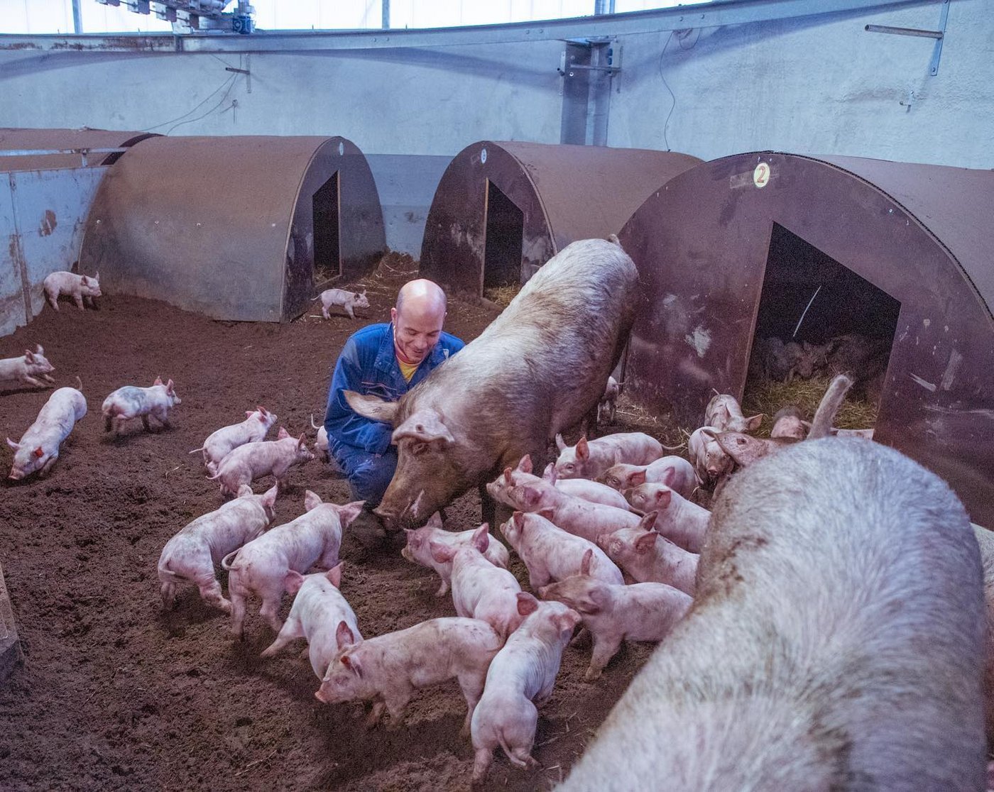 Die Ferkel wachsen von Lebensbeginn an zusammen mit den Artgenossen auf, mit denen sie bis zur Schlachtung zusammenbleiben. (Bild Hetfamilievarken)