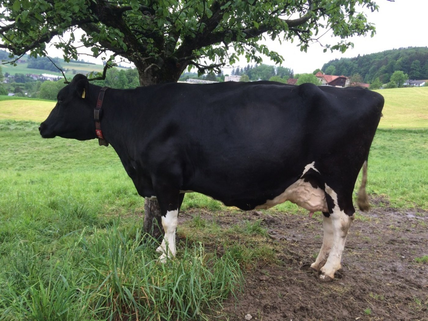 Alle alten Kühe haben zwei Merkmale gemeinsam: ein gesundes und robustes Fundament sowie ein korrektes und gut aufgehängtes Euter. (Bild Annelise Hever)