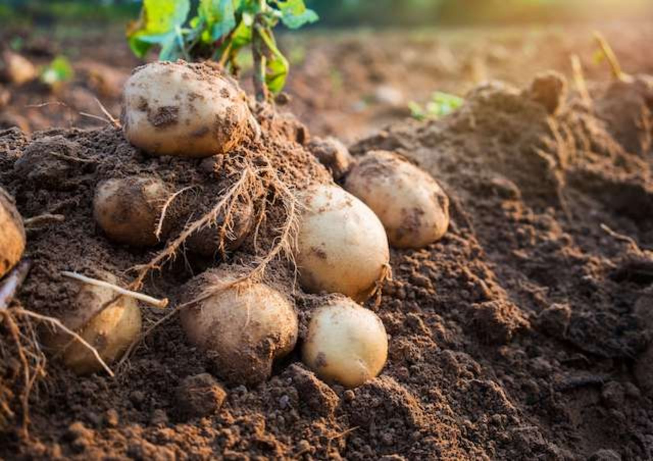 Globuli können als Prävention gegen Witterungsschäden eingesetzt werden. (Bild Fotolia)