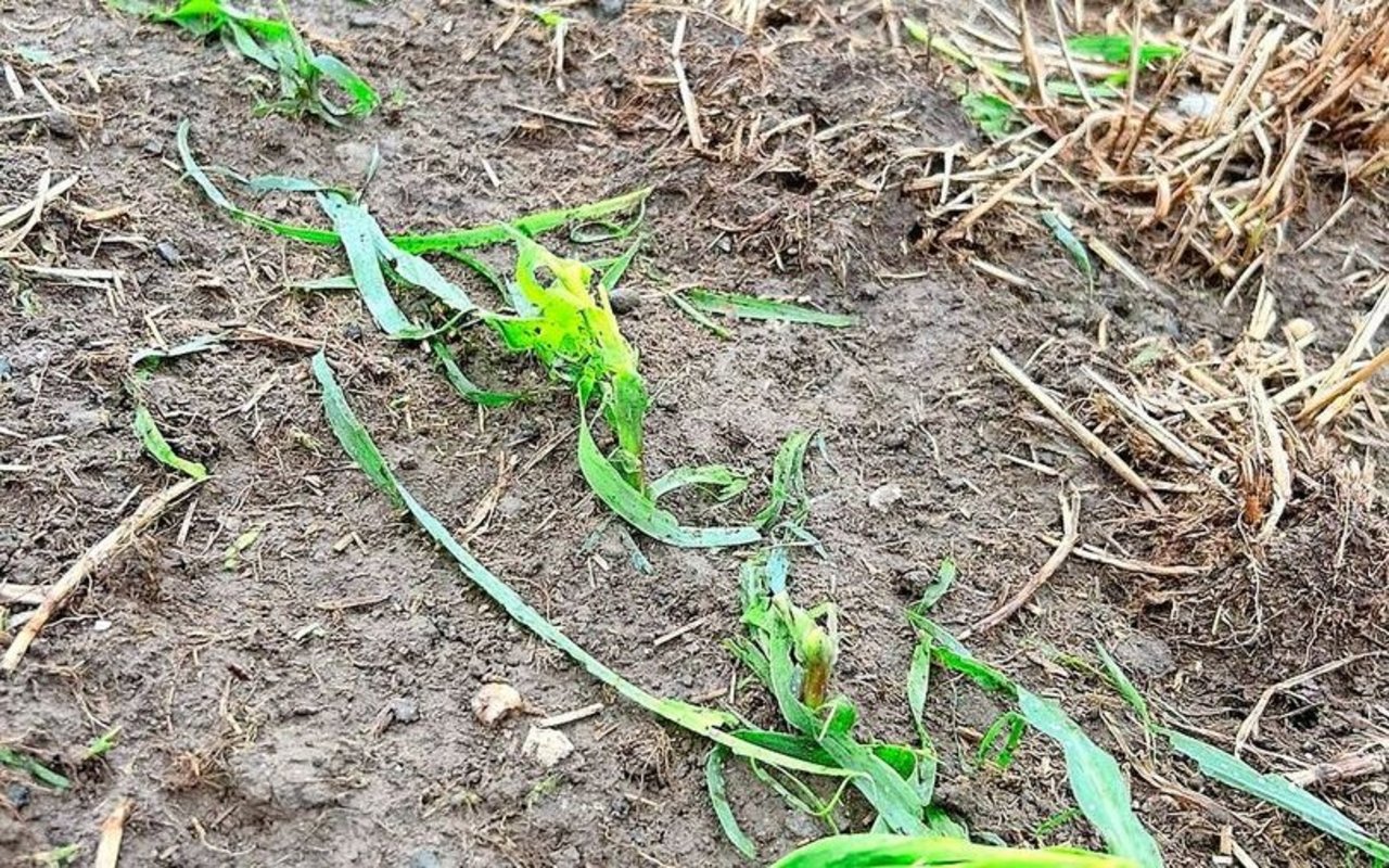 Neben dem Brotweizen fügte der Hagel auch dem Mais Schaden zu. Viel mehr als finanziell schmerze Glur der Schaden emotional. 