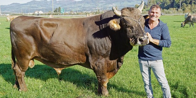 Pius Kamer mit seinem über 14 Jahre alten OB-Stier Gospel. Kamer legt Wert darauf, seinen Stier jeden Tag anzusprechen und ihn zu kraulen. Basis für das gute Auskommen seien Vertrauen und Respekt auf beiden Seiten.(Bilder Michael Götz)