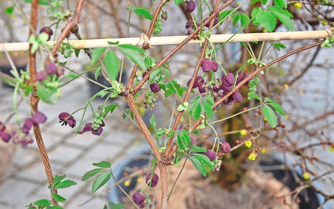 Eine Akebie, eine Klettergurke. Sie zeigt im Frühling violettbraune, duftende Blüten, aus denen essbare Früchte wachsen.