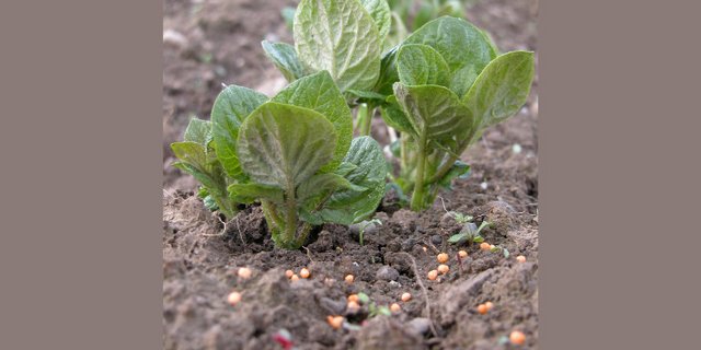 Eine Phosphordüngung kann die Wurzelbildung der jungen Kartoffeln fördern. (Symbolbild BauZ)