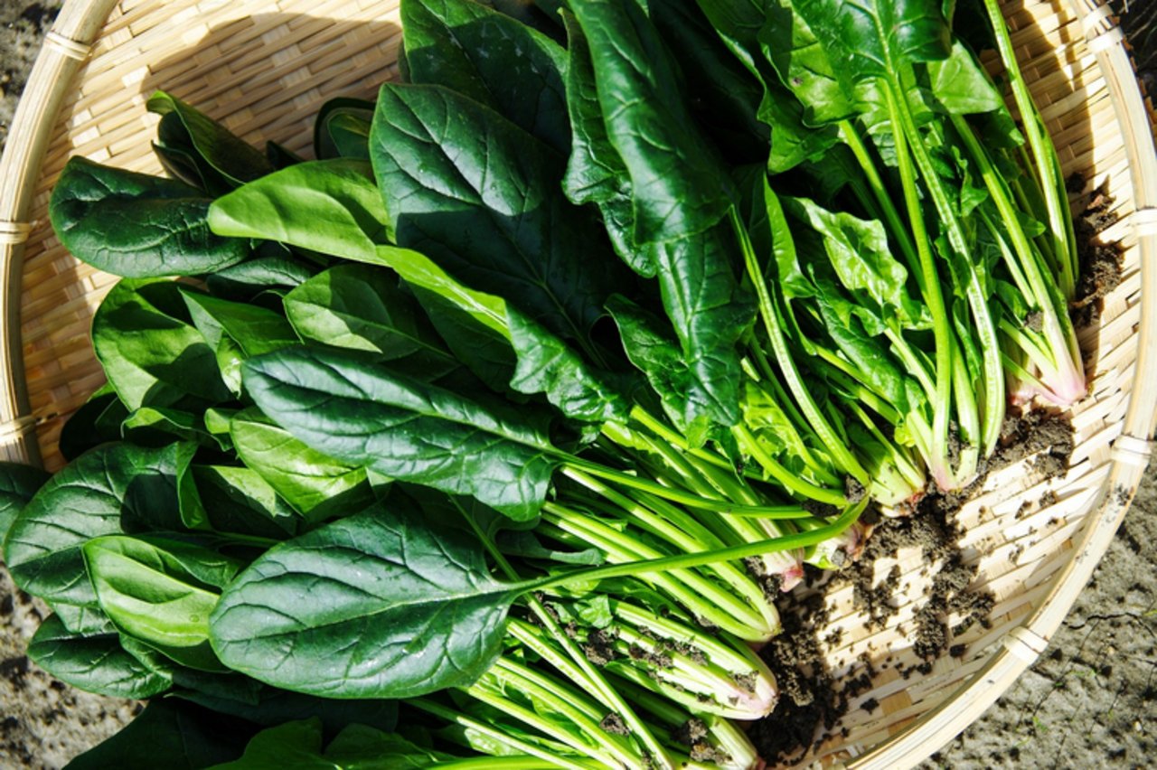 In der Küche ist Spinat vielseitig verwendbar. Der Frühlingsspinat, dessen Blätter fein und zart sind, eignet sich etwa hervorragend für Salate. (Bild pd)