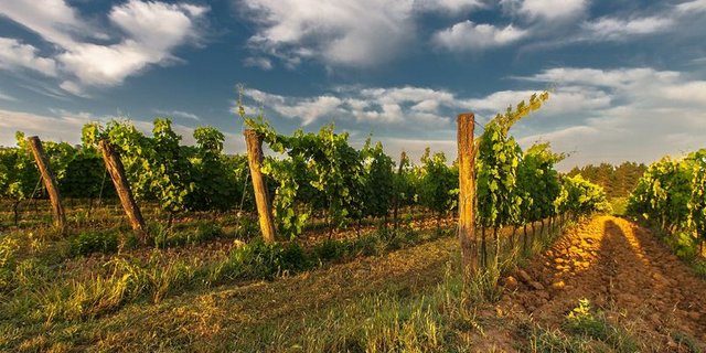 Die Wetterbedingungen für die Trauben in Italien waren bisher ideal. (Bild Pixabay)