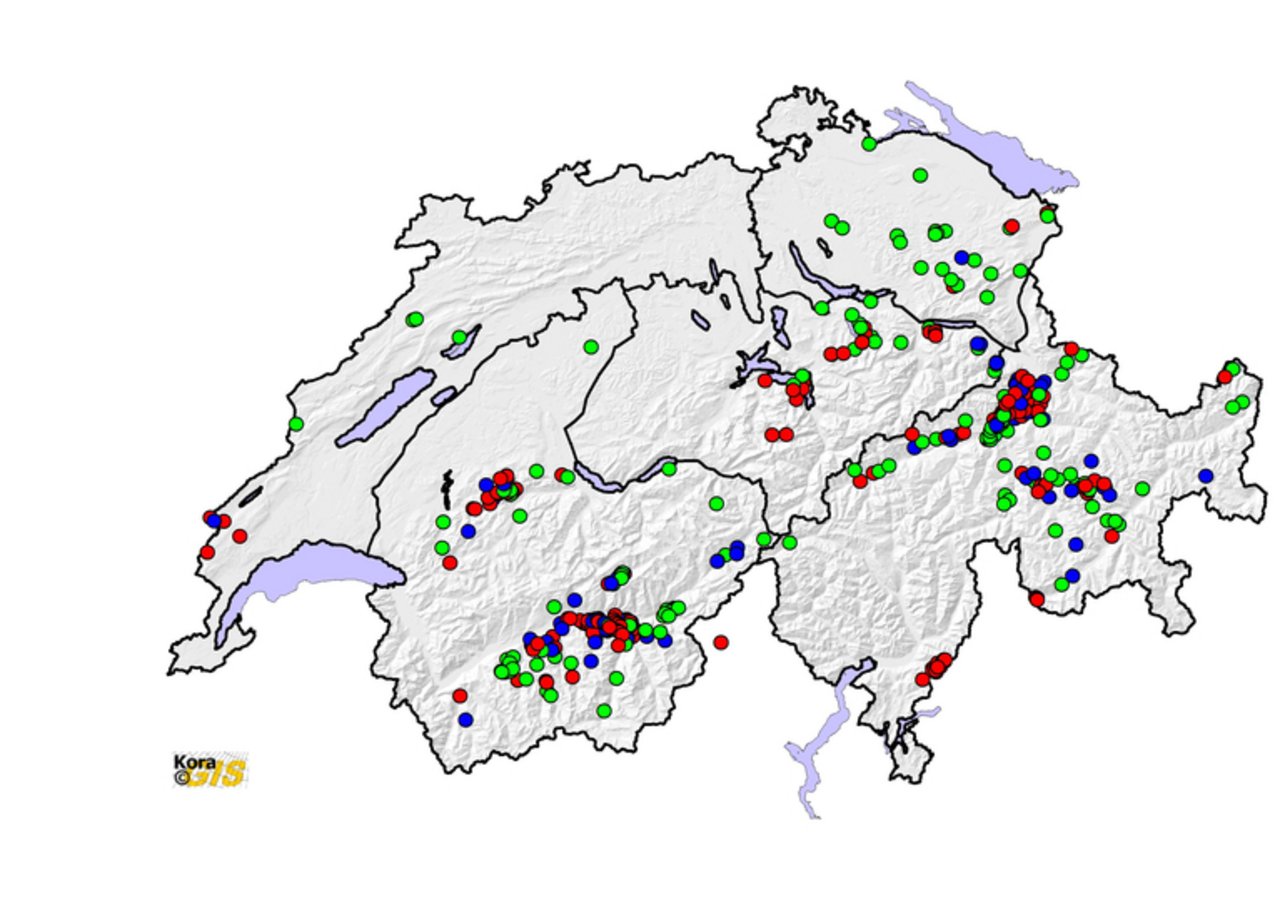 Wolfsnachweise in der Schweiz 2016. Rot: (K1): Faktisch. Blau (K2): Von ausgebildeten Personen bestätigte Meldungen. Grün (K3): Nicht überprüfte Riss-, Spuren- und Kotfunde. (KORA)