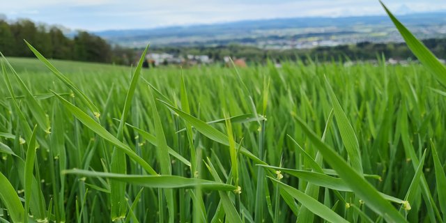 Die Gerste wächst den Krankheiten davon, viele Bestände zeigen sich immer noch sehr gesund. (Bild Gaetano Mori, BZ Wallierhof)