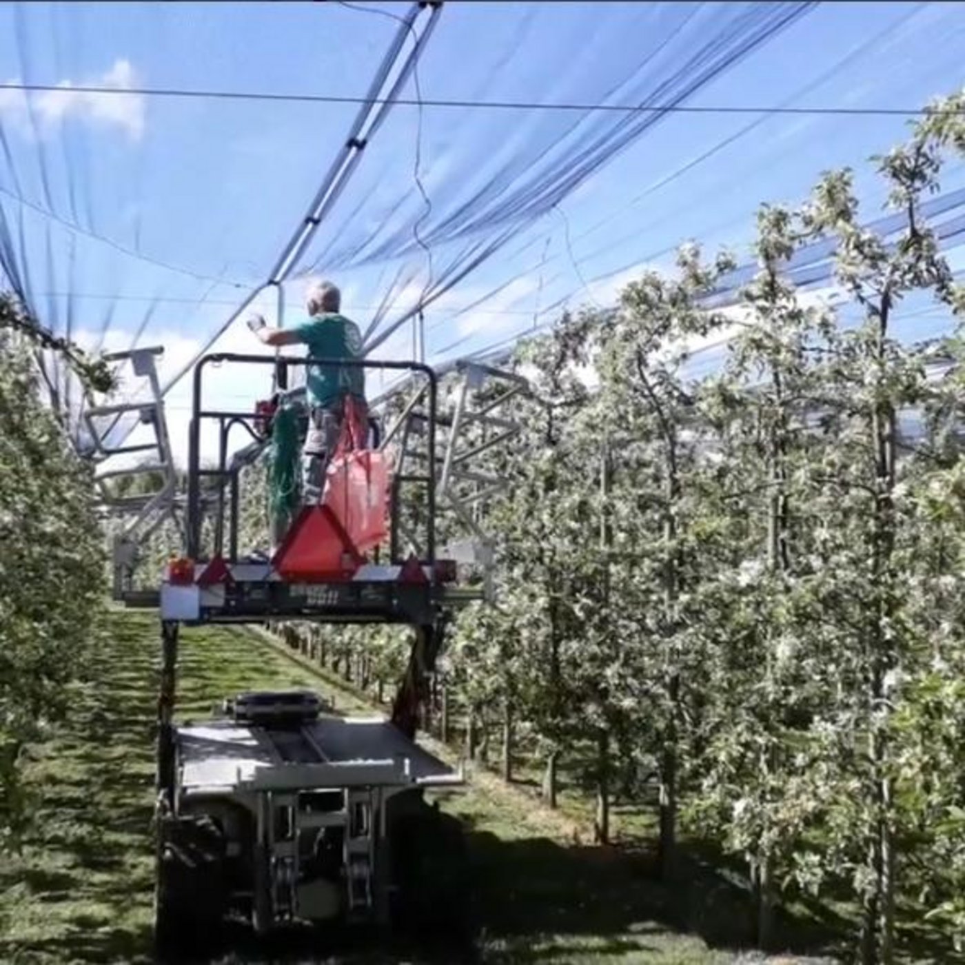 Nach der Blüte werden die Netze gespannt. (Screenshot instagram.com/deineobstbauern)