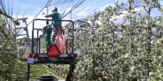 Nach der Blüte werden die Netze gespannt. (Screenshot instagram.com/deineobstbauern)