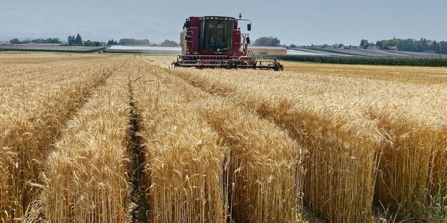 Auf dem Demofeld in Egnach wurde jede Versuchsreihe separat geerntet und nachfolgend punkto Ertrag und Qualität ausgewertet. 