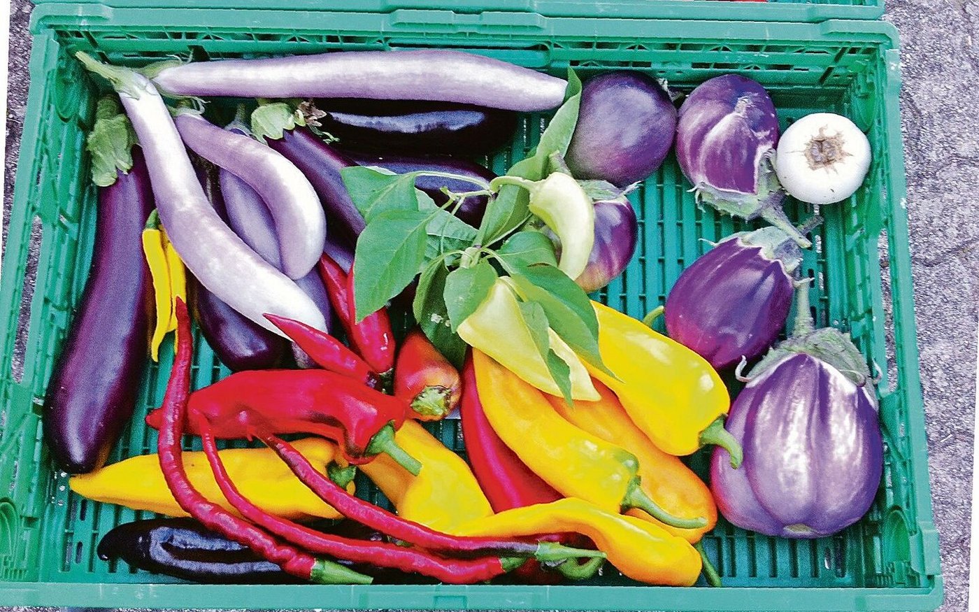 Nicht jede Nutzpflanze passt zu jedem Garten. Für gesunden Wuchs und einen üppigen Ertrag lohnt es sich daher, die passende Sorte gezielt auszuwählen.  