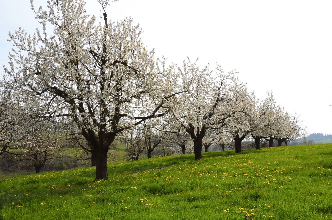 Blühende Hochstammbäume. Der Aufwand für die Bewirtschaftung ist aber grösser und der Absatz der Kirschen schwieriger geworden. (Bild Bauz)