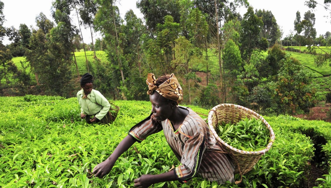 Bauern in Afrika: Das App könnte ihnen helfen, erkrankte Pflanzen zu erkennen. (Bild PlantVillage)