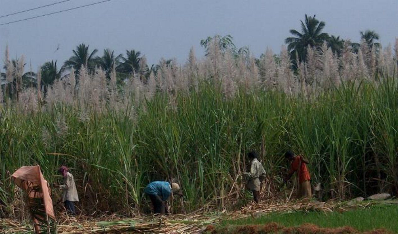 Die harte Arbeit auf den Zuckerrohrfeldern macht viele Arbeiter krank. Wissenschafter sind weitgehend ratlos. (Bild Mette Nielsen)