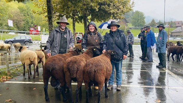 Sieger Betriebscup Schwarzbraunes Bergschaf SBS von Familie Betschart, Stalden. 